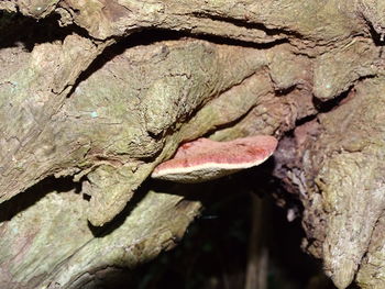 Full frame shot of tree trunk