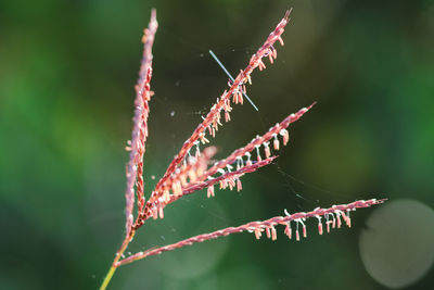 Close-up of spider web on plant