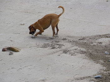 Dog on beach