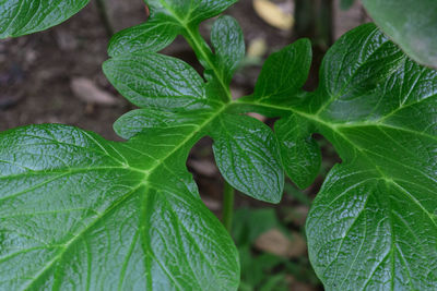 Close-up of fresh green leaves