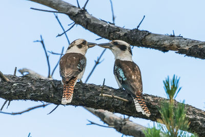 Low angle view of birds perching on tree against sky