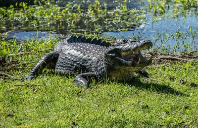 Yacare caiman, caiman yacare.