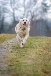 Dog running on field