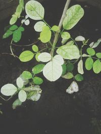 High angle view of plants