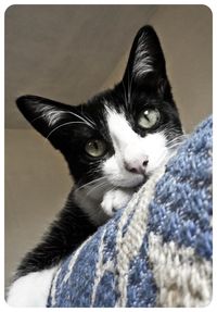 Close-up portrait of a cat