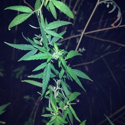 High angle view of plant growing in park