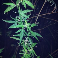 High angle view of plant growing in park