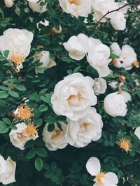 High angle view of white roses