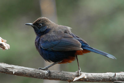 Close-up of bird perching on branch