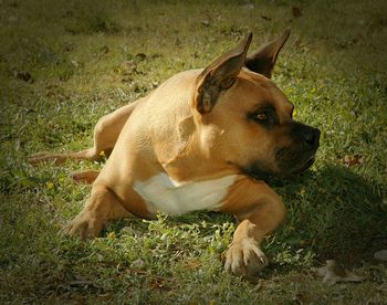 Dog relaxing on grassy field