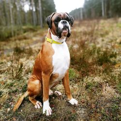 Portrait of dog sitting on field