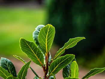 Close-up of fresh green leaves