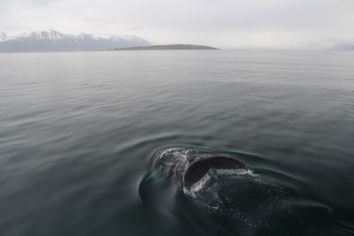 Whale swimming in sea against sky