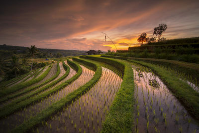 Scenic view of agricultural field against sky during sunset