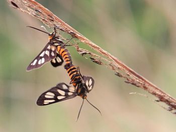 Close-up of butterfly