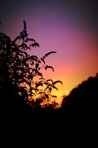 Close-up of silhouette tree against sky at sunset