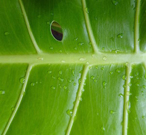 Full frame shot of wet leaf