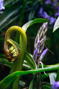 Close-up of purple flowers