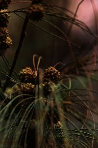 Close-up of fresh plant against sky