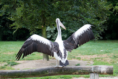 View of birds on field