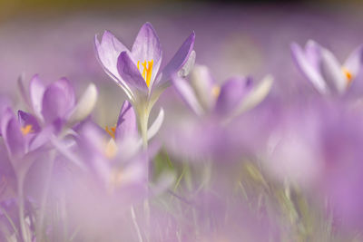 Close-up of purple crocus flowers