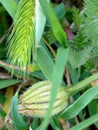 Close-up of green plant