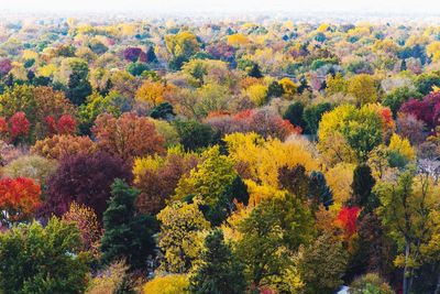 High angle view of trees in forest during autumn