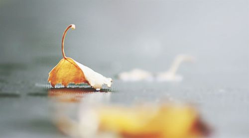 Close-up of autumn leaves on surface