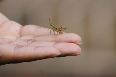 Close-up of insect on hand