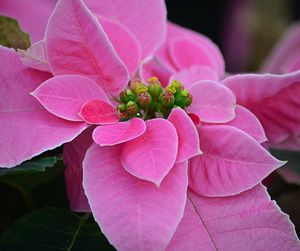 Close-up of pink flower blooming outdoors