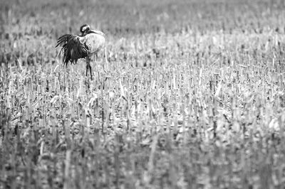 Close-up of gray heron on field