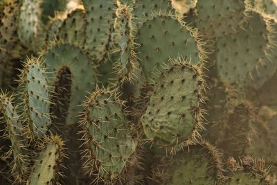 Close-up of plant