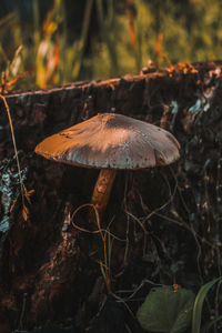 Close-up of mushroom growing in forest