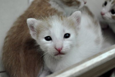 Close-up portrait of cat