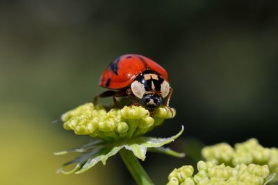 Close-up of ladybug on flower