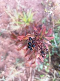 Close-up of insect on plant