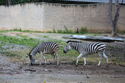 Zebra drinking in a zebras