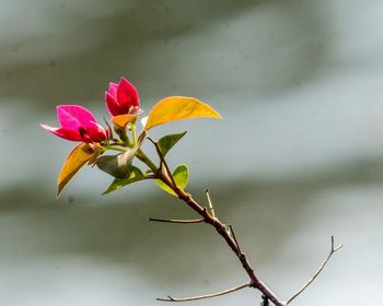 Close-up of pink flowering plant