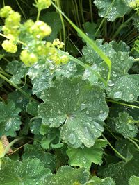 Close-up of wet plants