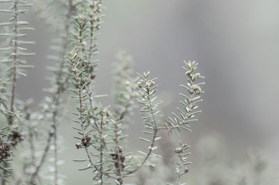 Close-up of plant