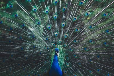Close-up of beautiful peacock