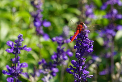 Close-up of butterfly pollinating on purple flowering plant