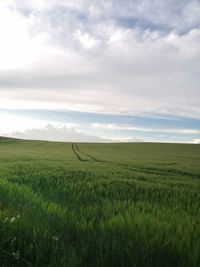 Scenic view of agricultural field against sky