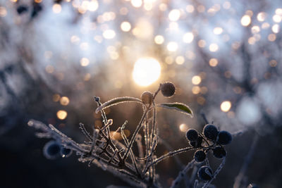 Winter solstice in snowy forest or park natural scene. hibernal solstice. sparkling snow in the