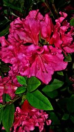 Close-up of wet flowers blooming outdoors