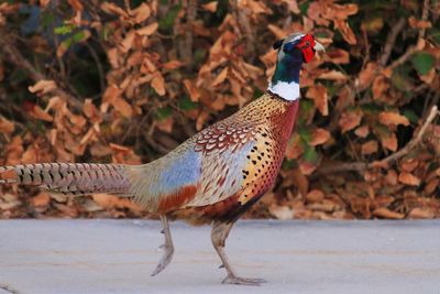 Pheasant walking on footpath against autumn plants