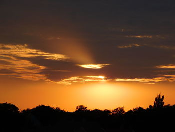 Silhouette trees at sunset