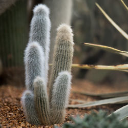 Close-up of cactus