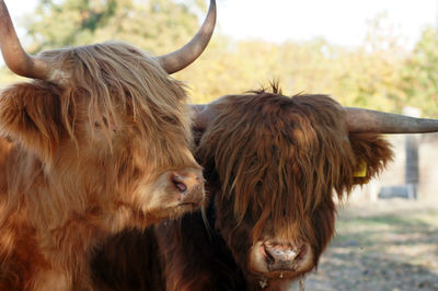 Cows in the field