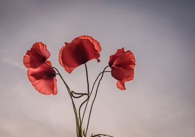 Close-up of red flowers blooming against sky